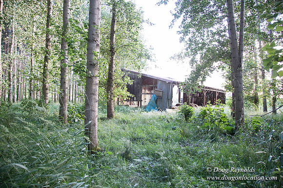 LCG & GWG Tree Farm