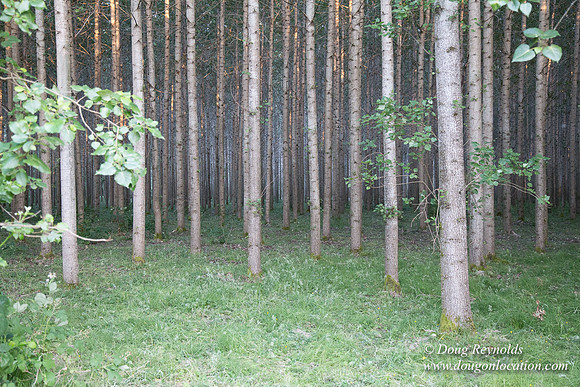 LCG & GWG Tree Farm