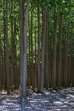 Tree Farm