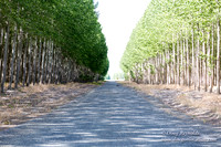 Tree Farm