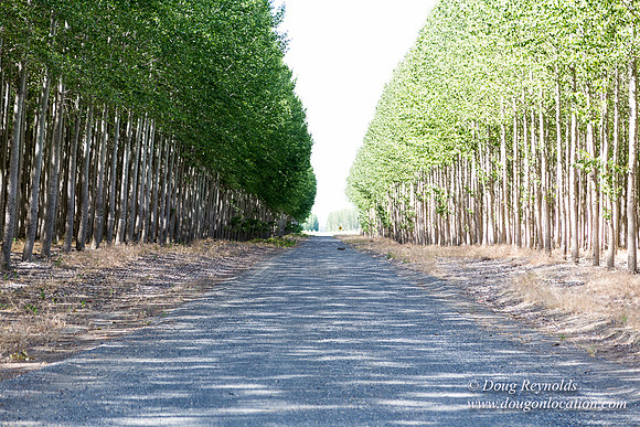 Tree Farm