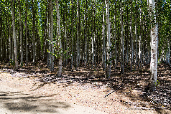 Tree Farm