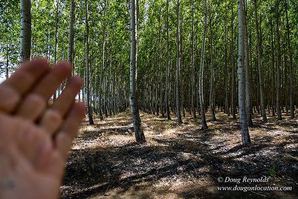 Tree Farm