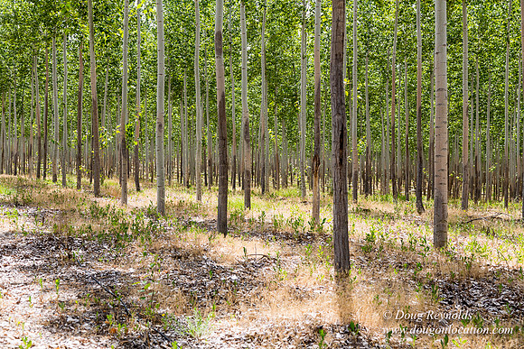 Tree Farm