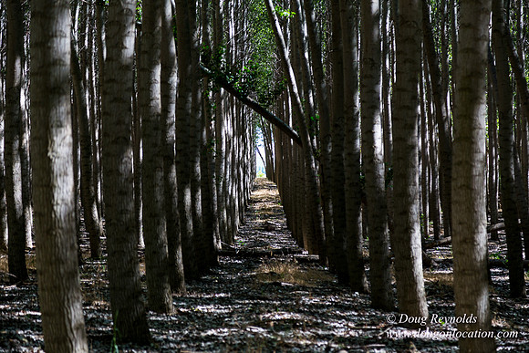 Tree Farm