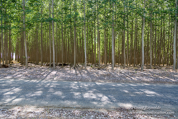 Tree Farm