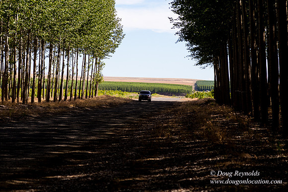 Tree Farm