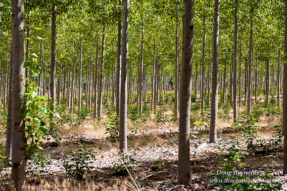 Tree Farm