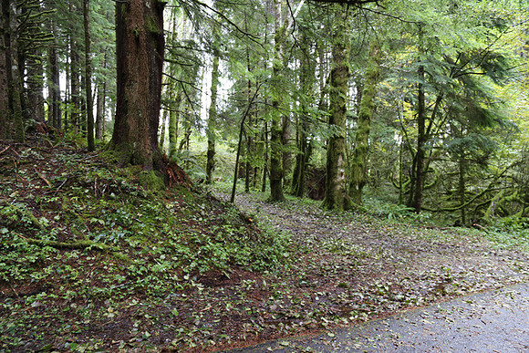 Saddle Mt Rd-0298