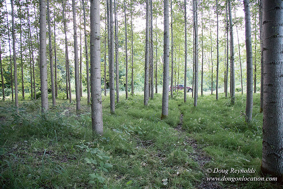 LCG & GWG Tree Farm