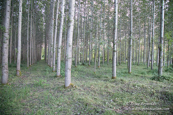 LCG & GWG Tree Farm