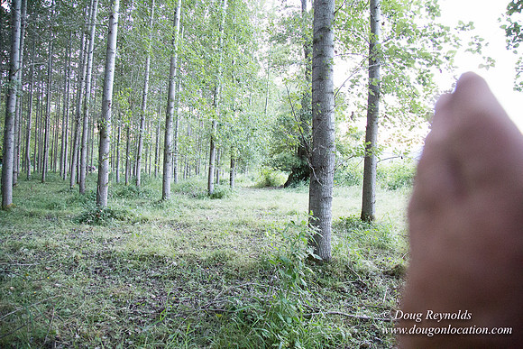 LCG & GWG Tree Farm