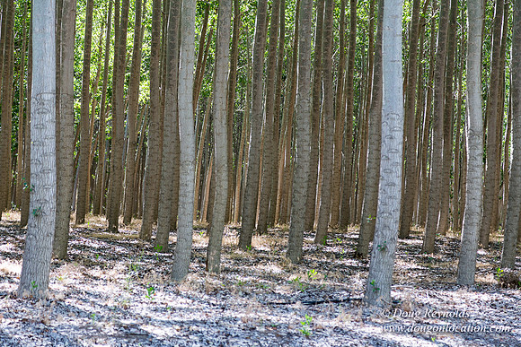 Tree Farm