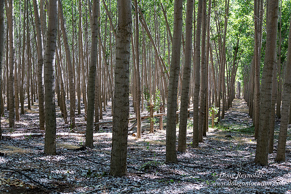 Tree Farm