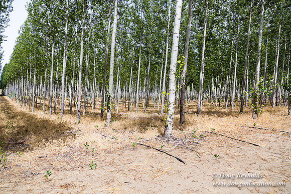 Tree Farm