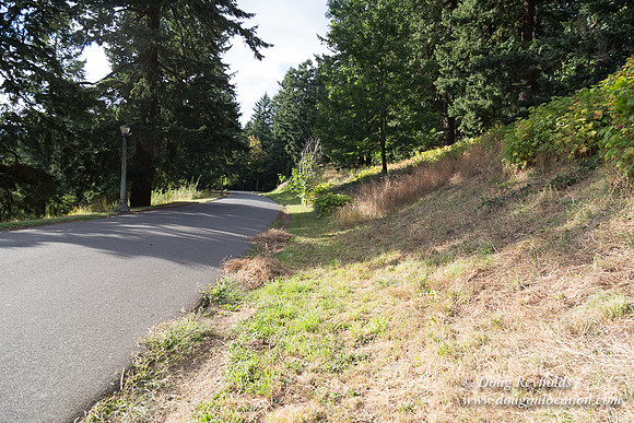 Mt Tabor- View 4 West