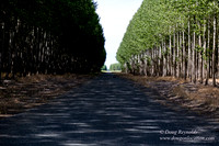 Tree Farm