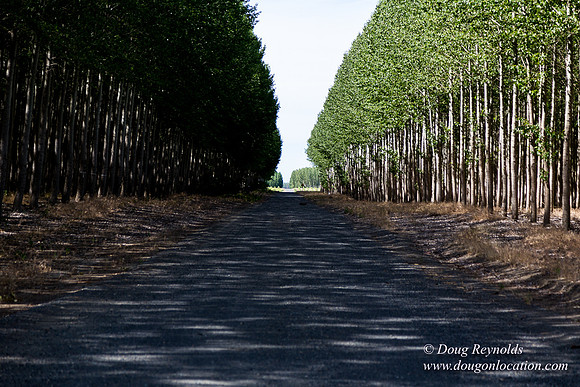 Tree Farm