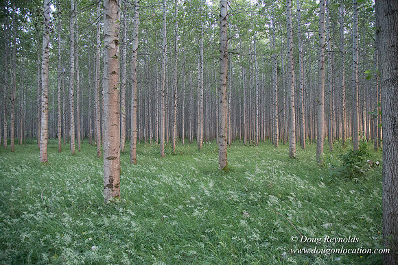 LCG & GWG Tree Farm
