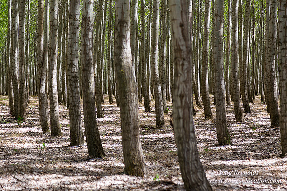 Tree Farm
