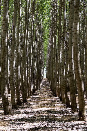 Tree Farm