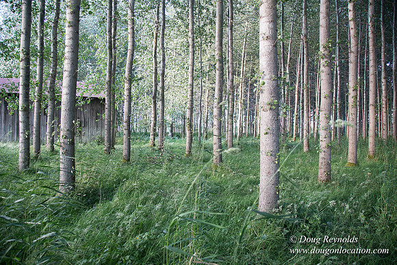 LCG & GWG Tree Farm