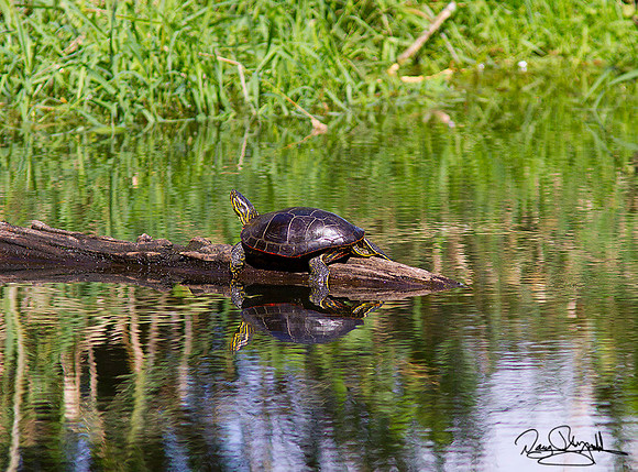 Turtle on log