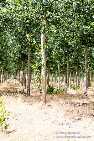 Tree Farm