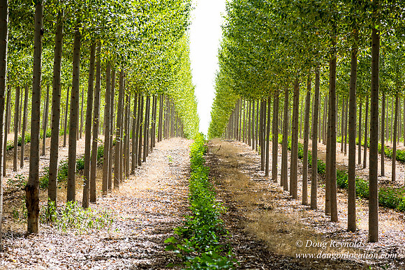 Tree Farm