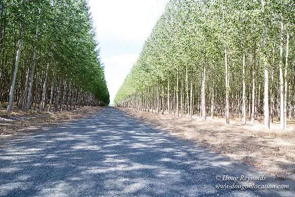 Tree Farm