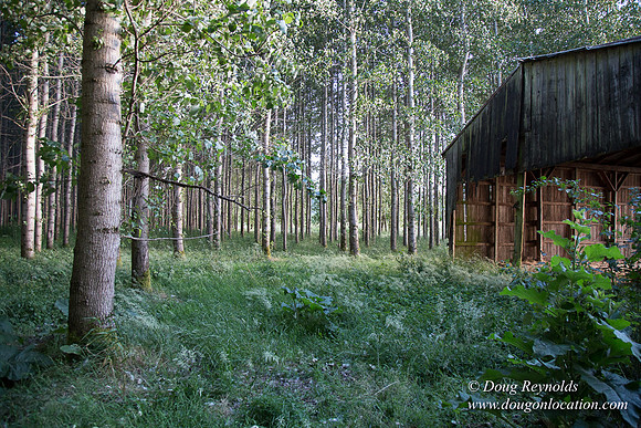 LCG & GWG Tree Farm