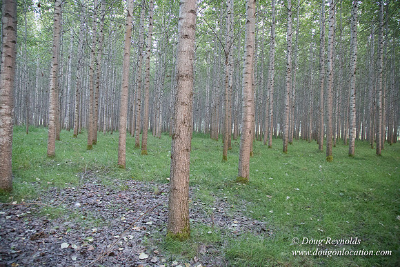 LCG & GWG Tree Farm