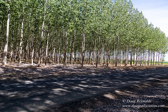 Tree Farm