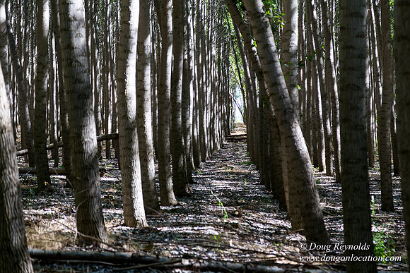 Tree Farm