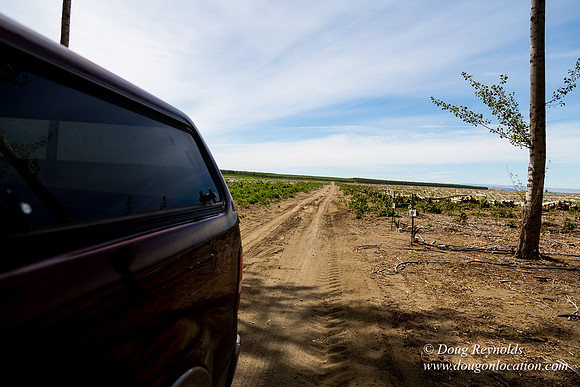 Tree Farm