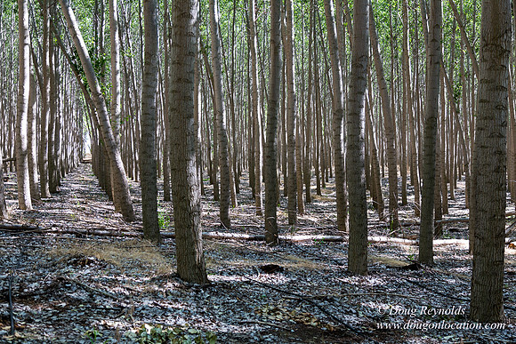 Tree Farm