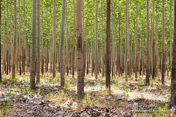 Tree Farm