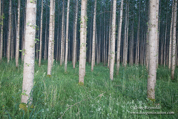 LCG & GWG Tree Farm