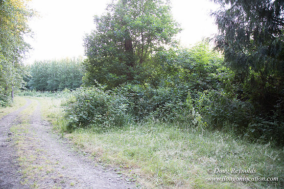 LCG & GWG Tree Farm