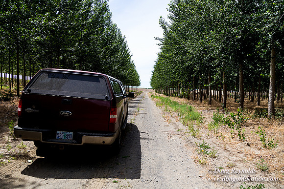 Tree Farm