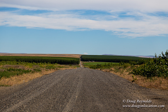 Tree Farm