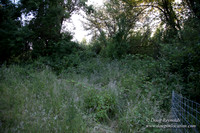 LCG & GWG Tree Farm