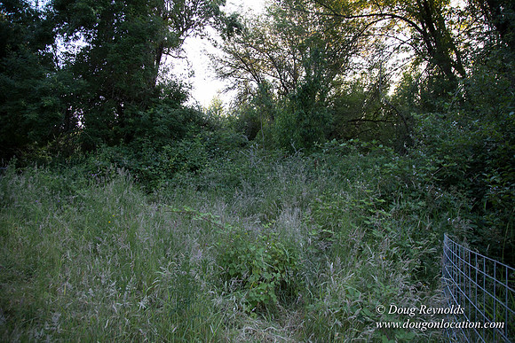 LCG & GWG Tree Farm