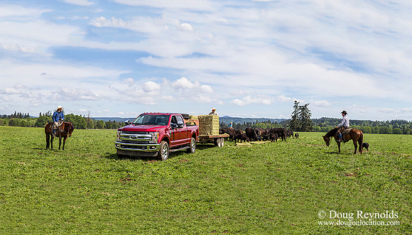 Ford feeding