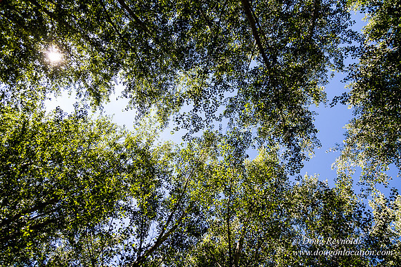 Tree Farm