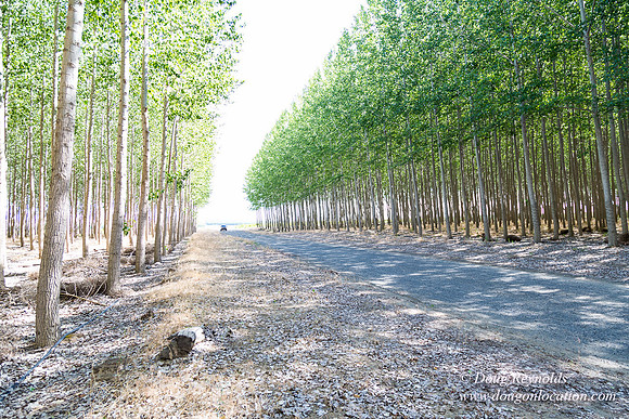 Tree Farm