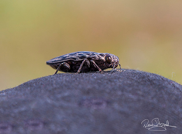 Western Pine Beetle-ajszsg-H8060