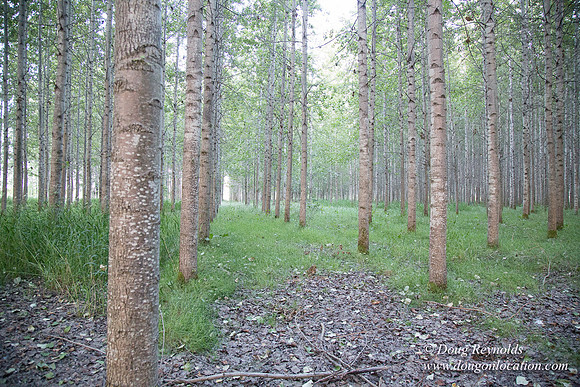 LCG & GWG Tree Farm