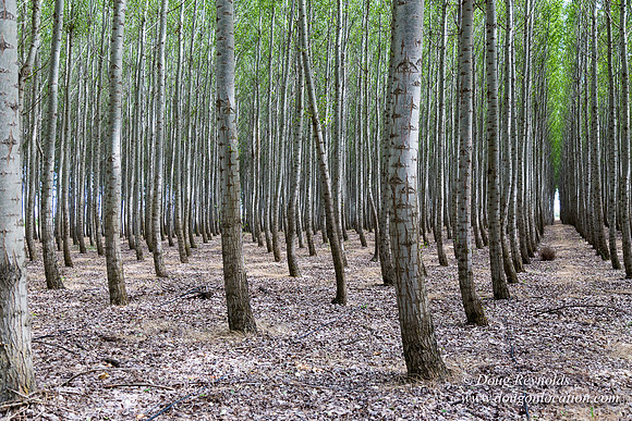 Tree Farm