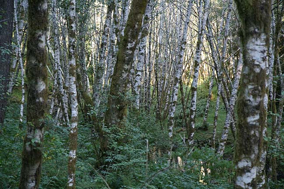 Nestucca Rvr Rd